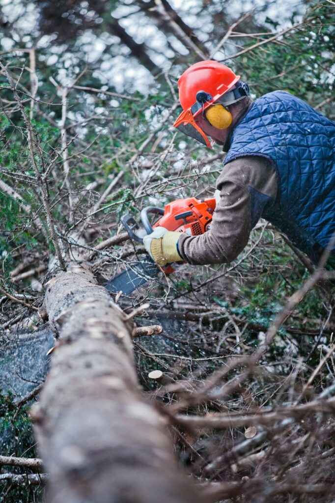 Professional Lumberjack Cutting a big Tree in the Forest